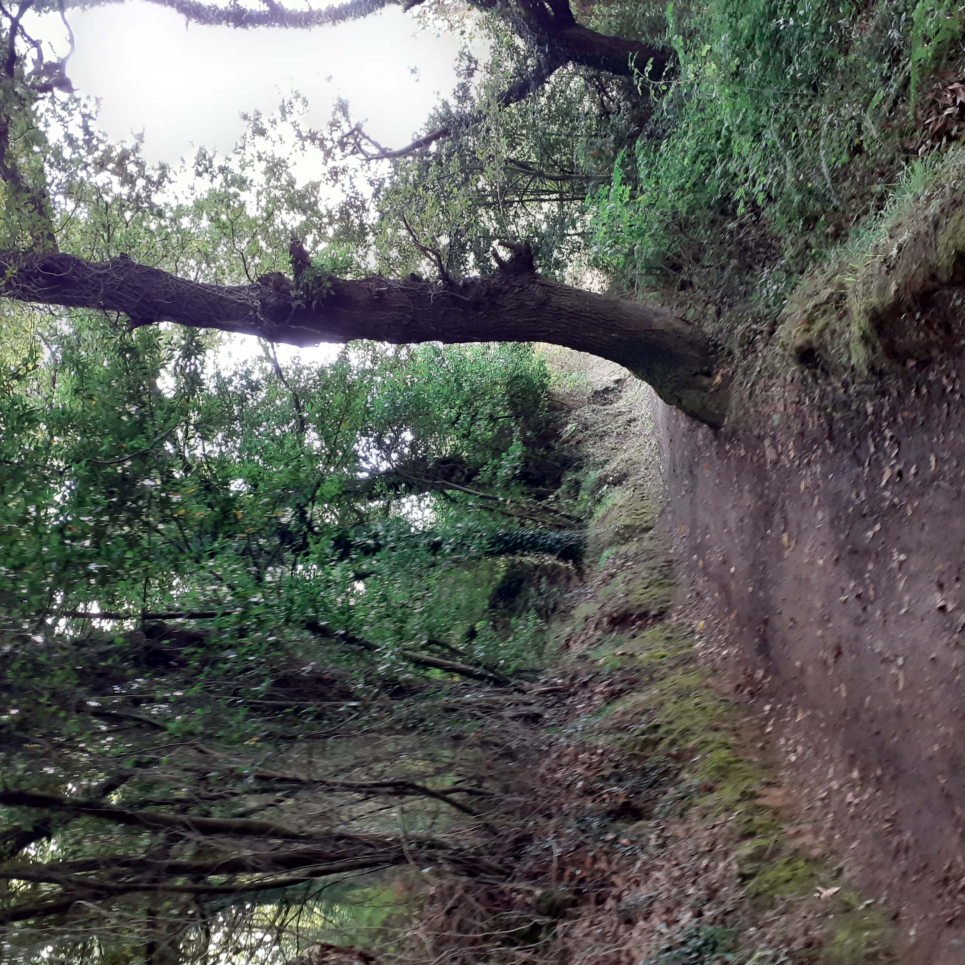 Bosque Camino Primitivo Escamplero