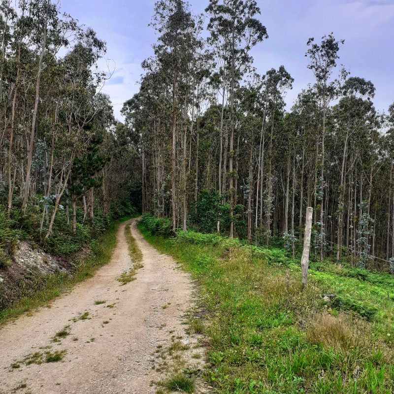 Camino de tierra entre Ribadeo y Lorenzana