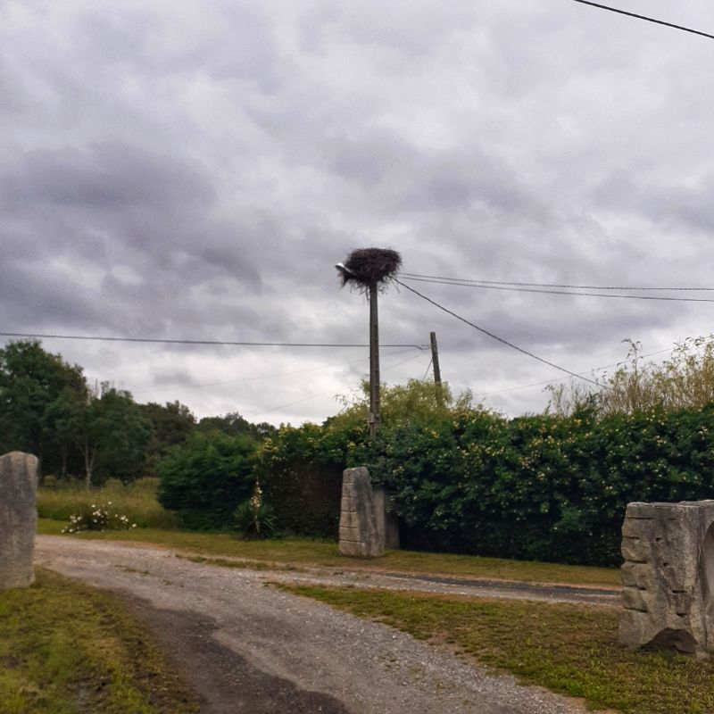 Nido de cigüeñas en Lugo