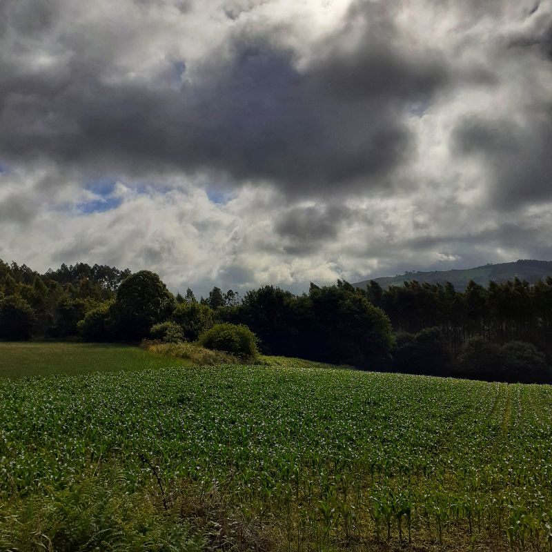 De Sobrado a Arzúa. Paisaje.